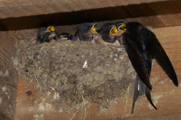 Nid d'hirondelle rustique (Hirundo rustica) © Marie-Laure Heuzet